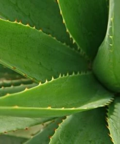 Coupon ? Berivita Aloë Vera Poeder 100% Zuiver 100gr Van Aloë Vera Bladeren ? -Tom Ford Shop 550x366 20