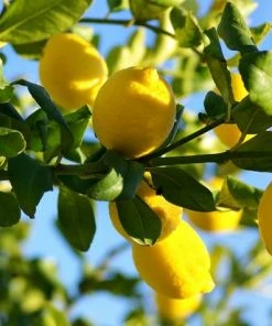 Uitgang ? Solutions Cosmeceuticals All You Need Gezichtscr Me Oogcr Me ECO - 100% Organic - 100% Planet Proof - Biologisch - Creme - Bio ? -Tom Ford Shop 550x412 11