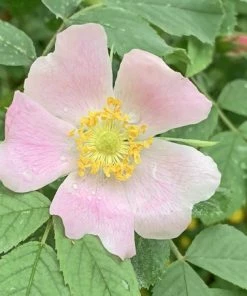 Uitgang ? Solutions Cosmeceuticals All You Need Gezichtscr Me Oogcr Me ECO - 100% Organic - 100% Planet Proof - Biologisch - Creme - Bio ? -Tom Ford Shop 550x453 3