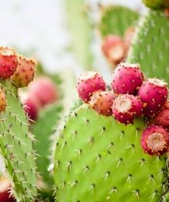 Uitgang ? Solutions Cosmeceuticals All You Need Gezichtscr Me Oogcr Me ECO - 100% Organic - 100% Planet Proof - Biologisch - Creme - Bio ? -Tom Ford Shop 550x453 4