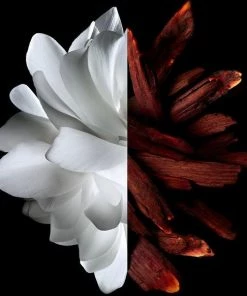 Groothandel ✨ Givenchy L'Interdit Rouge Eau De Parfum 80ml ⌛ 10 Groothandel ✨ Givenchy L'Interdit Rouge Eau De Parfum 80ml ⌛ -Tom Ford Shop 550x582 3